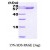 SDS-Page: Hsp60 Protein [NBC1-18372] - HSP60, 63kDa (593aa) with a purity of 95% by SDS - PAGE